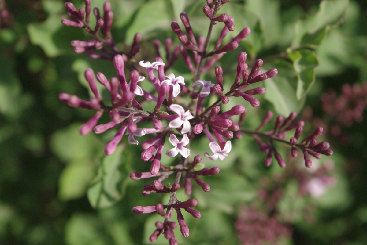 东北大毛嗑 - 图虫摄影网