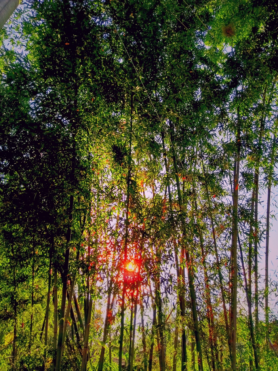 竹林里的夕阳
