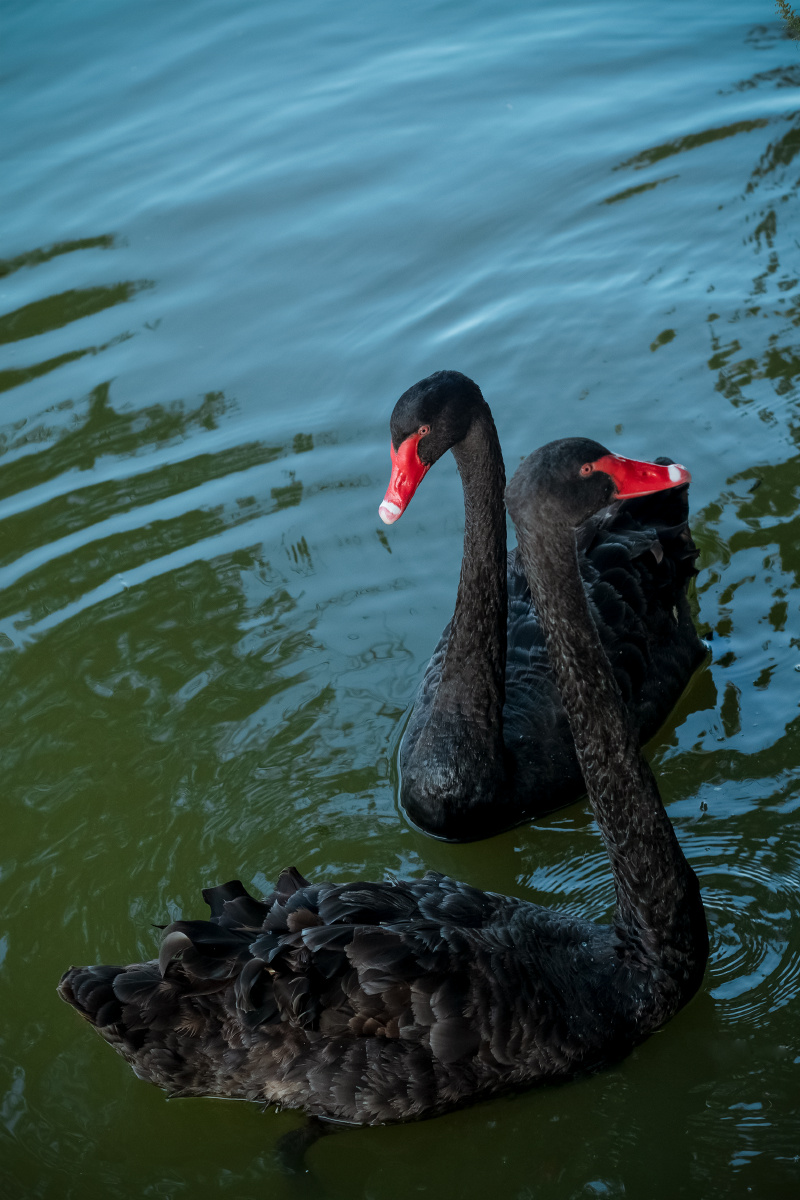 哈师大学校里面的黑天鹅