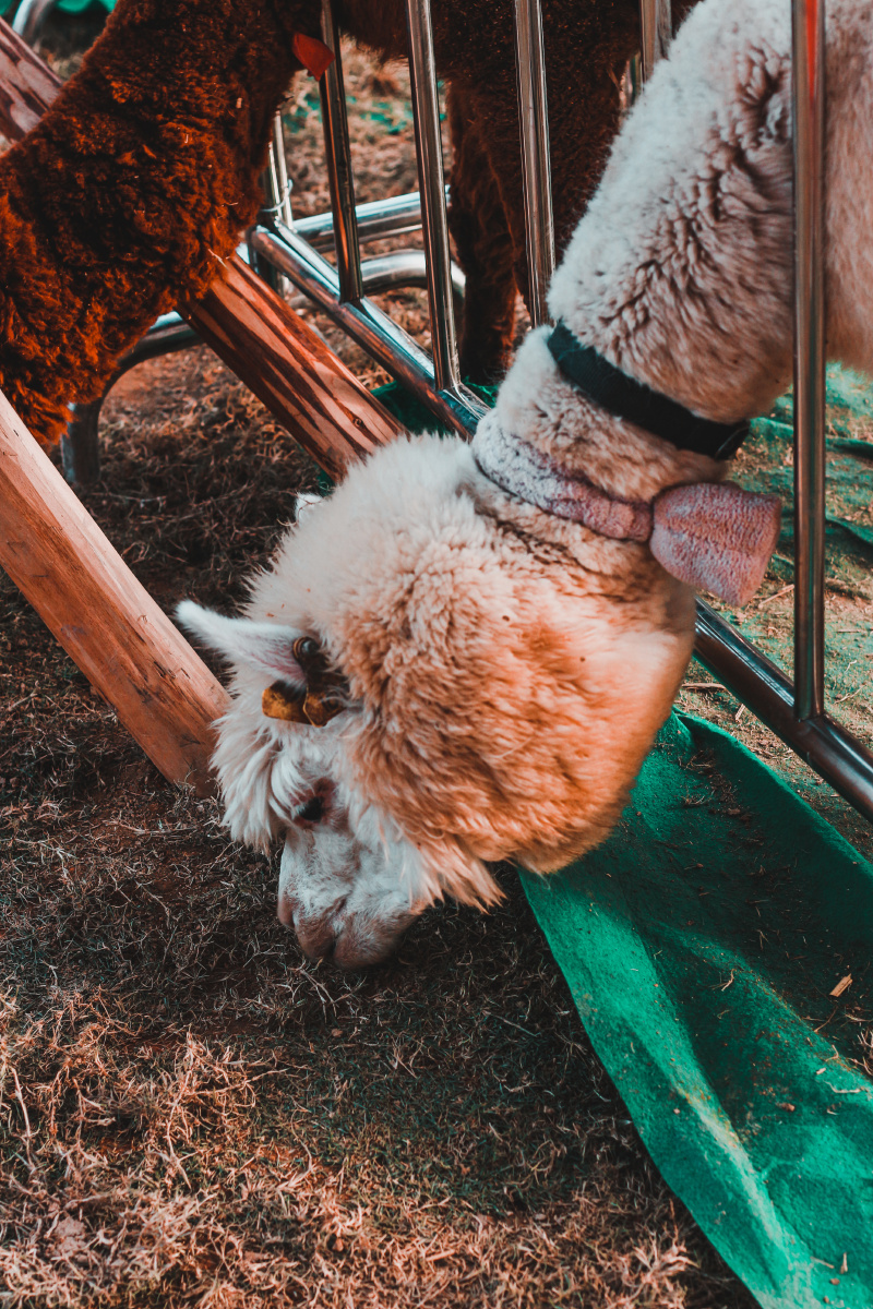 一只帅气的羊驼