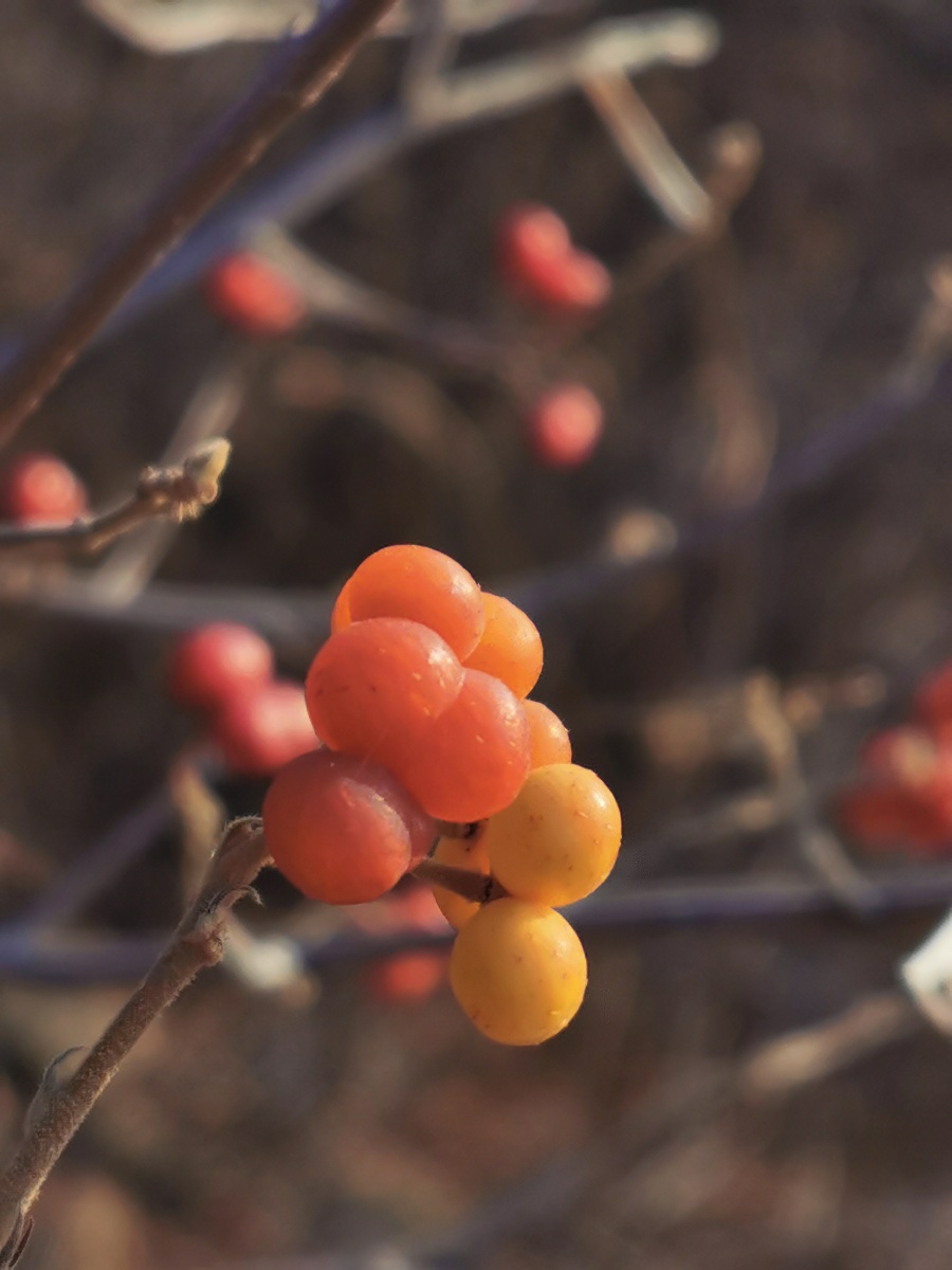 冬日里的果实