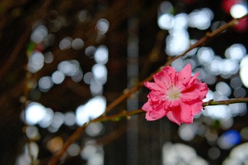 E79C3431-1E82-4668-A482-0CCDDB81F3E9/L0/001