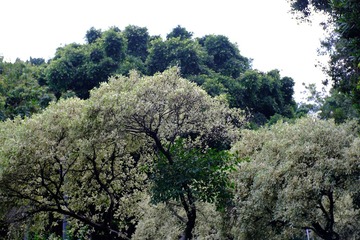 0A6D2F97-C9D3-40ED-8289-392DCD09AD42/L0/001