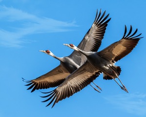 8172