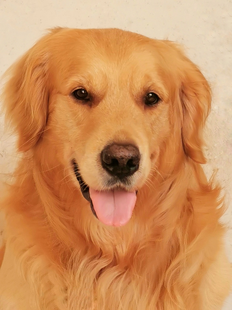 1/138品种纯种可爱#金毛猎犬犬科#小狗宠物狗动物手机共 1 人打赏打赏