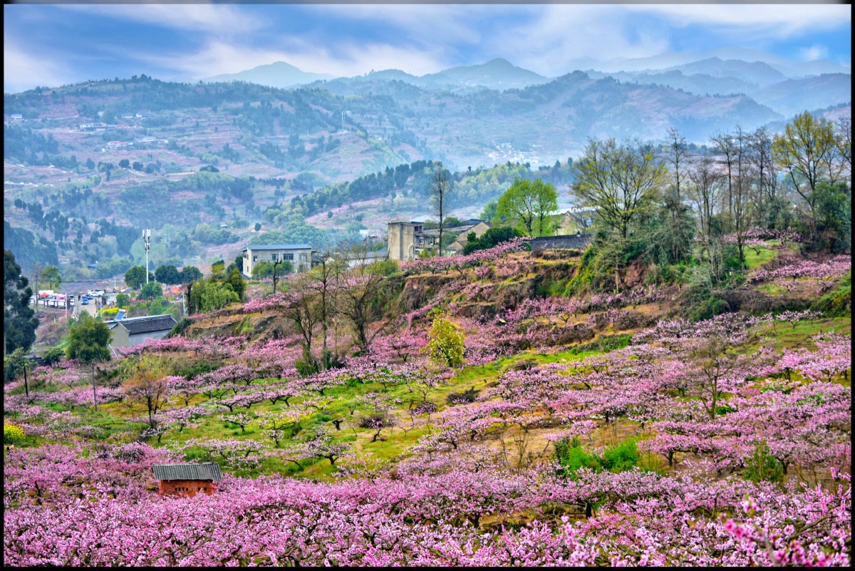 龙泉山的漫山桃花 - 三江源的骨笛 - 图虫
