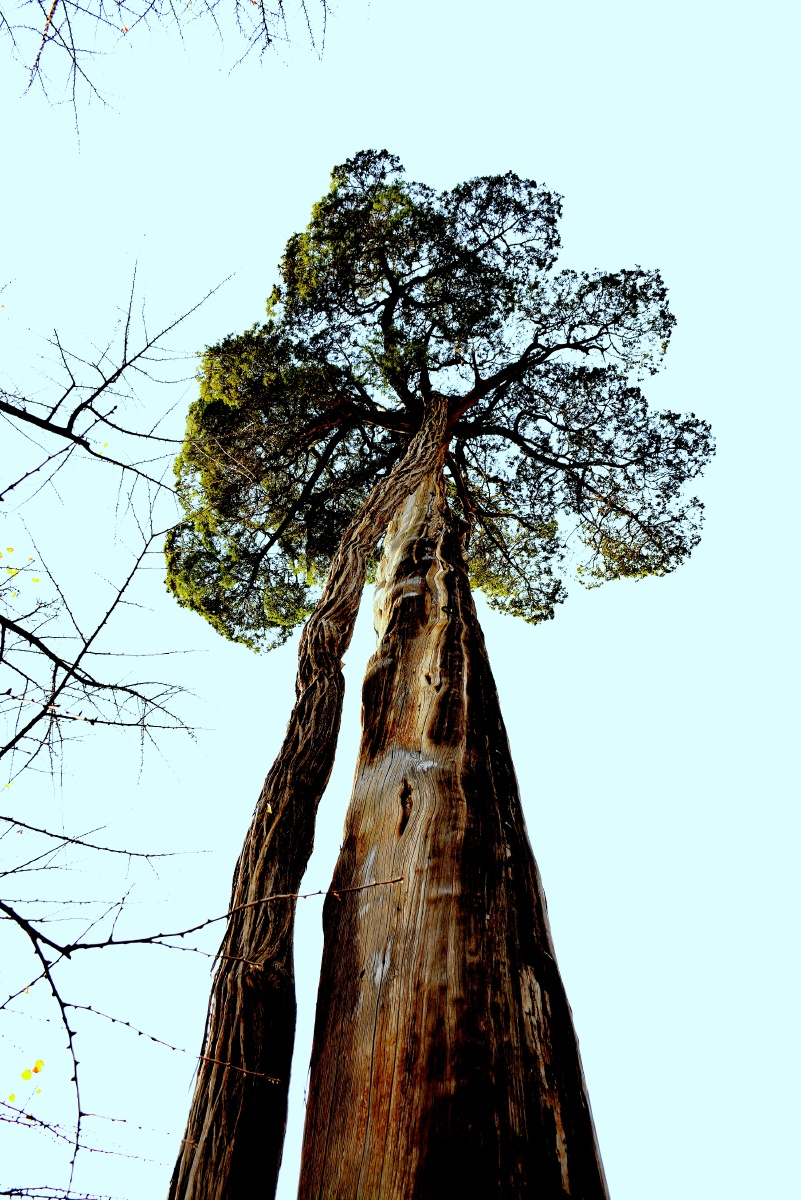 母子树摄于晋城青莲寺