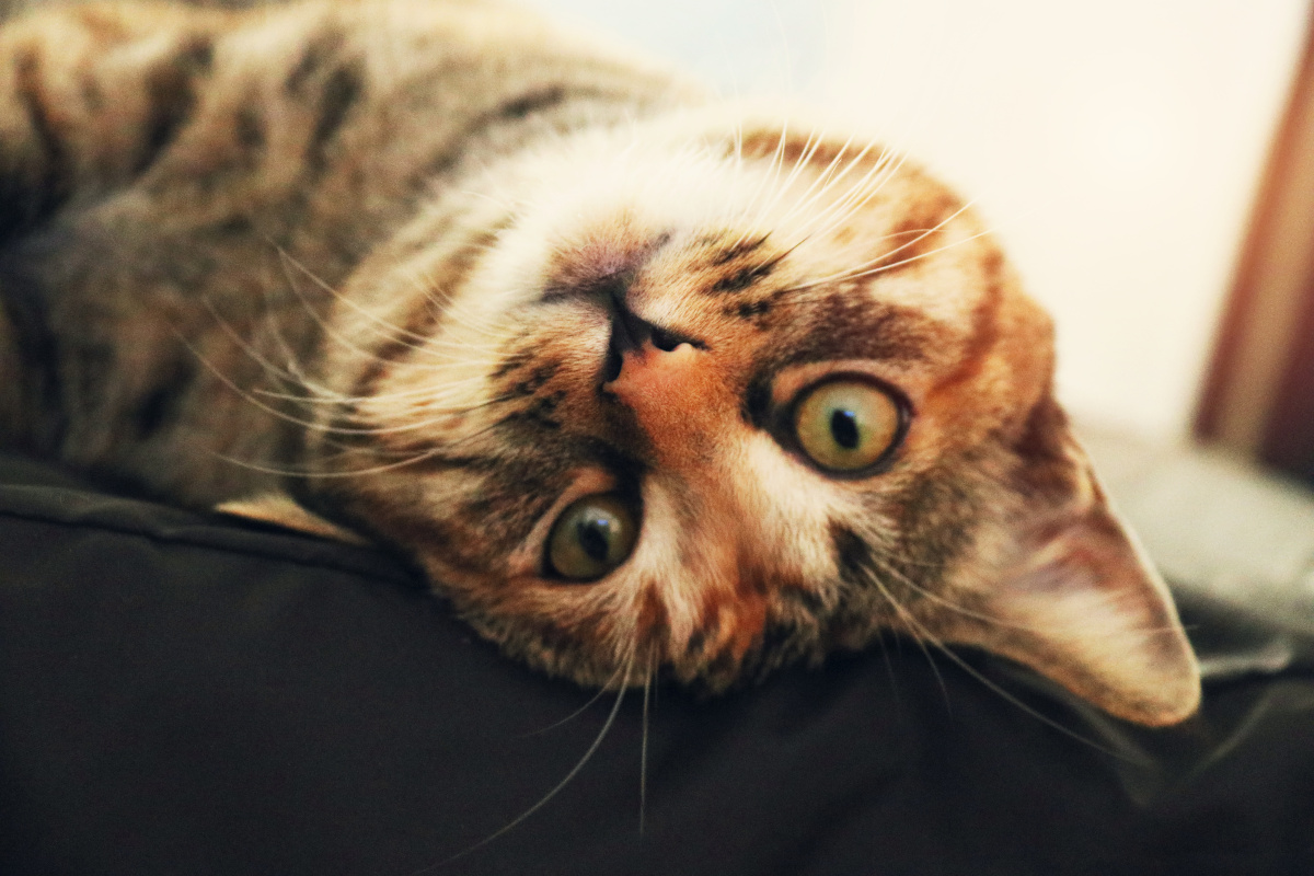 一只小耳朵的小怪物06