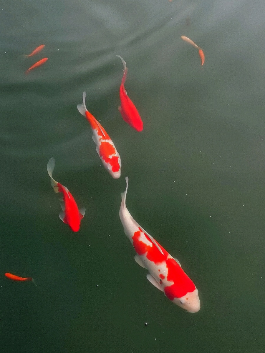 锦鳞游泳,……浮光跃金,……此乐何极!