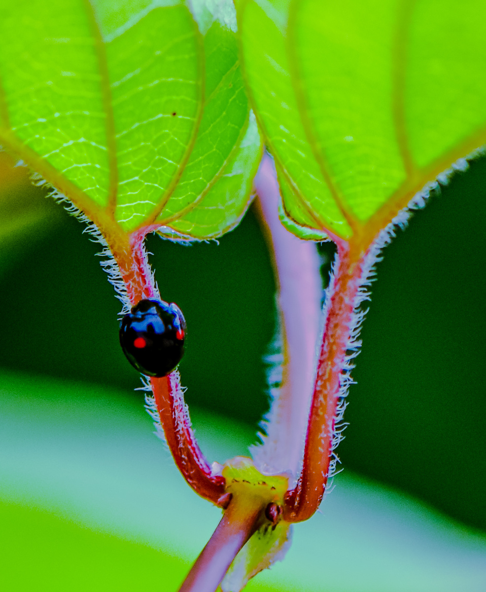小不点-二星瓢虫 - 摄之无