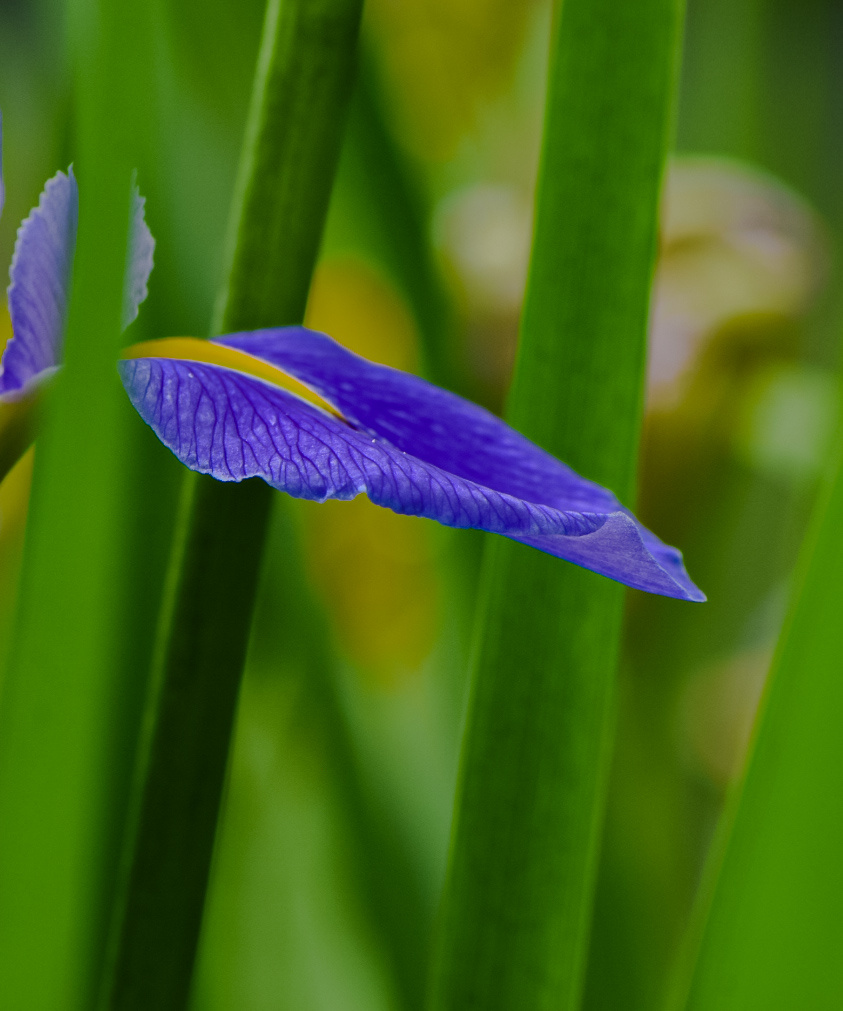鸢尾花 - 摄之无 - 图虫