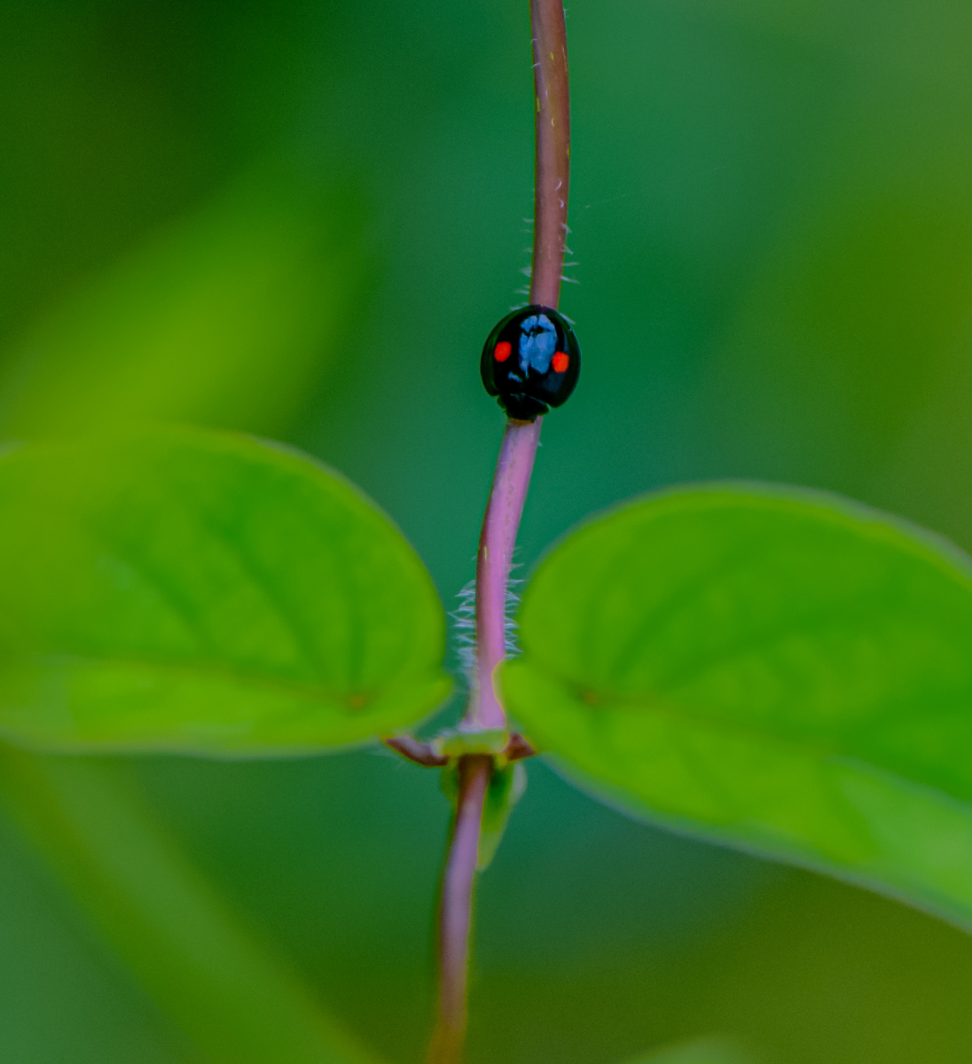 小不点二星瓢虫