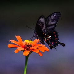 2907698
