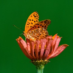 492332
