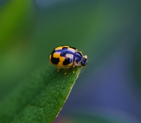 2826370