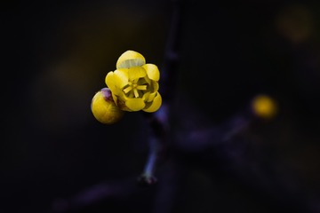 2389504