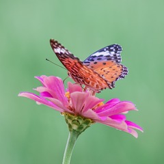 2907526