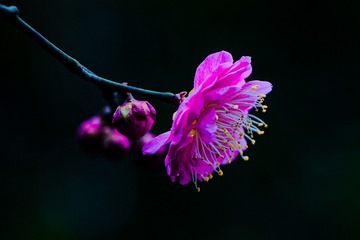 505527