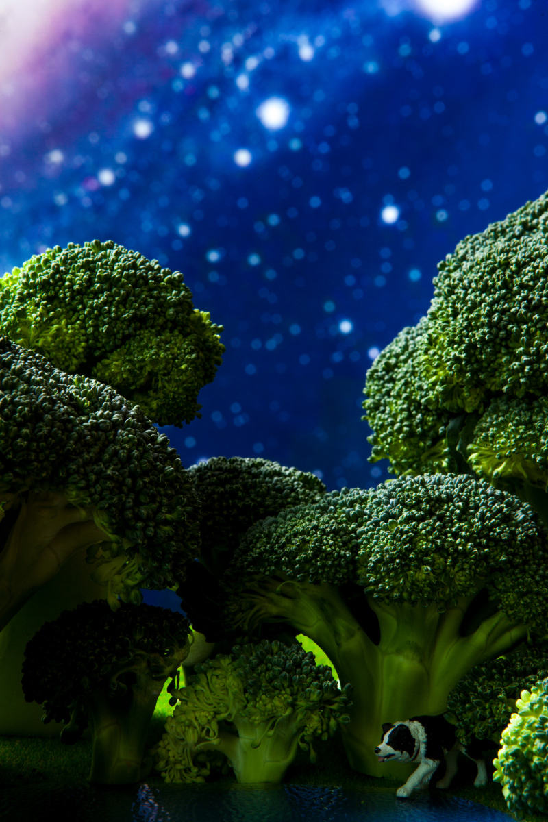 西兰花下的星空