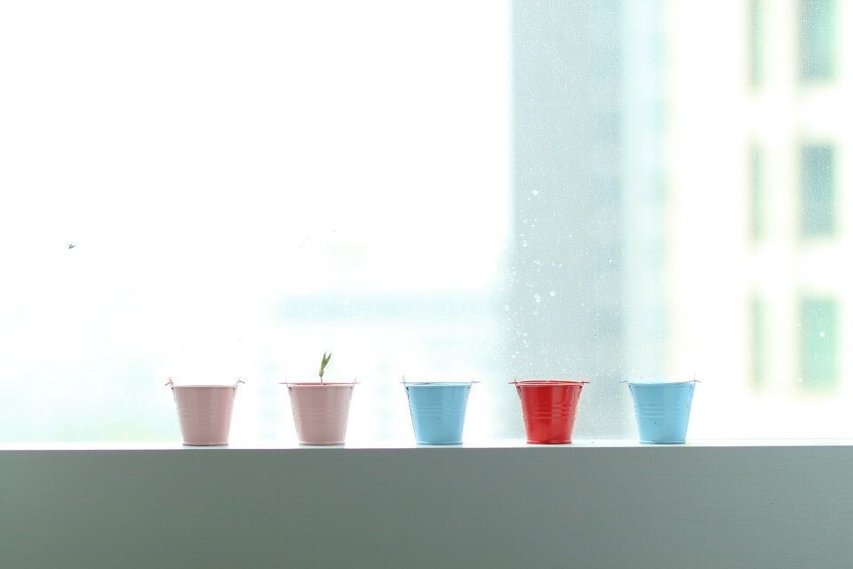 窗台上的绿豆芽<br />
