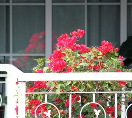 IMG_8215_调整大小.JPG