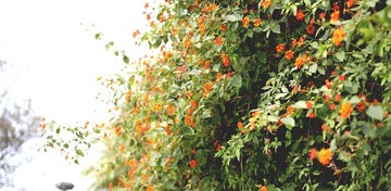 IMG_8863_调整大小.JPG