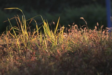 草