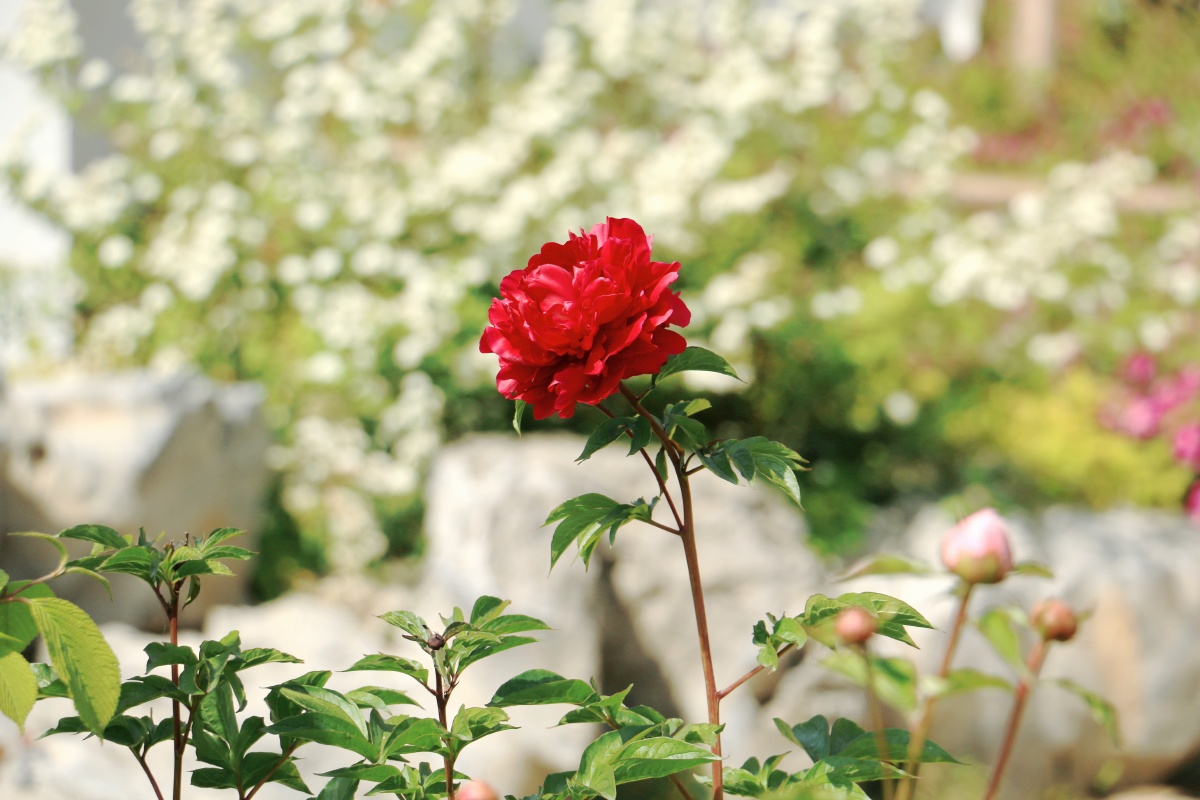 江苏园博园牡丹花一朵