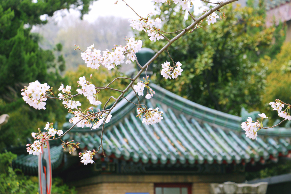 南京鸡鸣寺樱花大道4