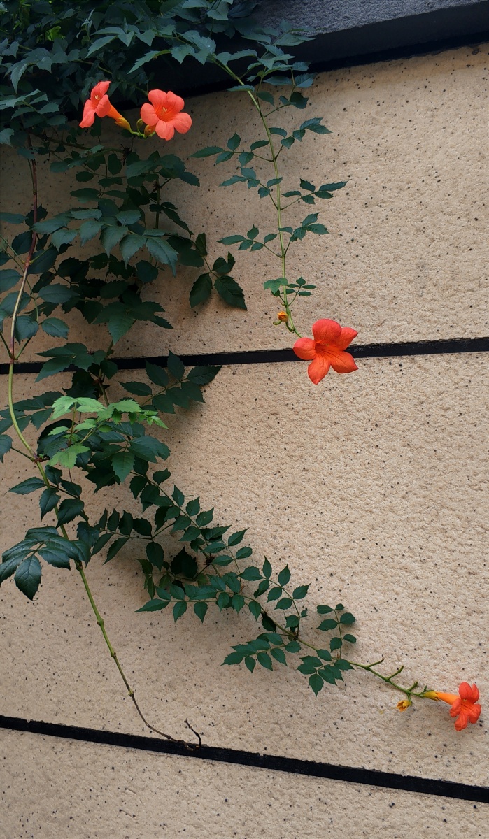 墙外凌霄花手机摄影