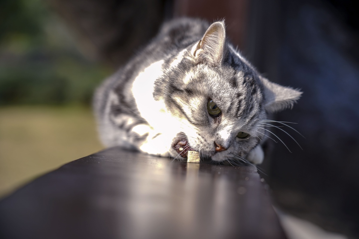 笨猫出行记 冬日暖阳,带着小笨猫出门,第一次出门的它,没有了家中的