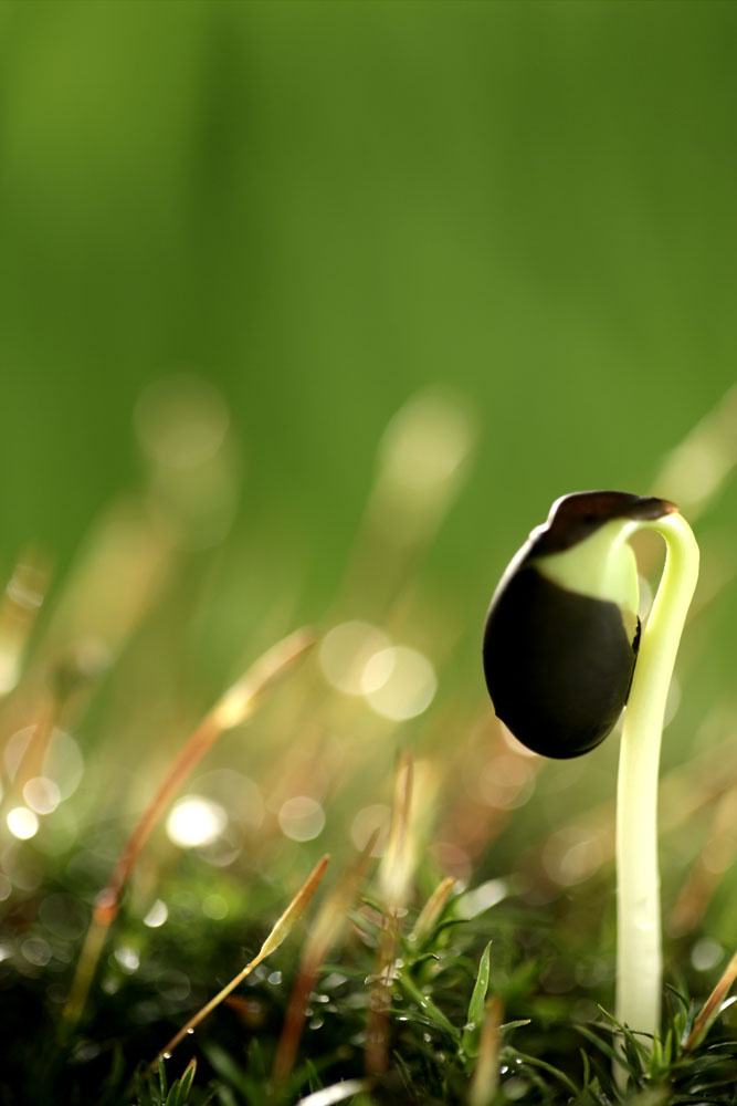 生根发芽人生也是如此需要不断的成长