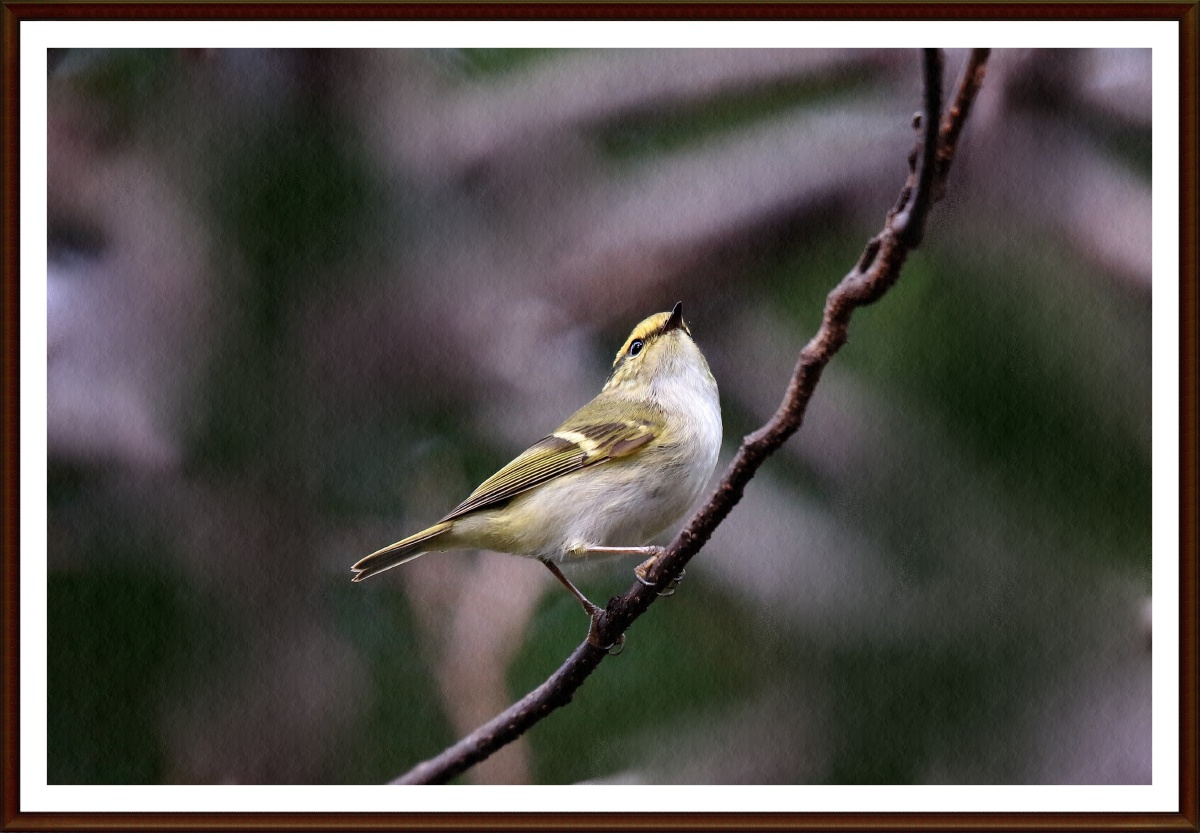 今天在常州红挴公园拍摄的柳鹰