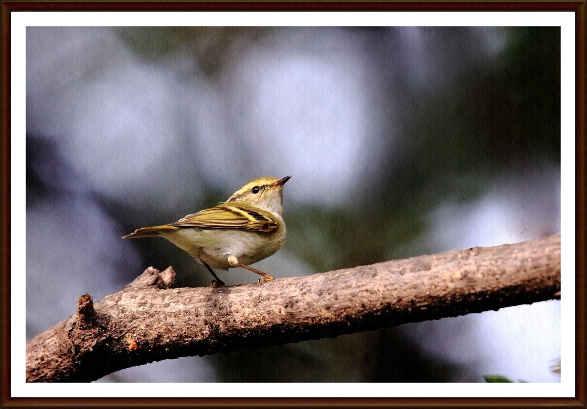 今天在常州红挴公园拍摄的柳鹰