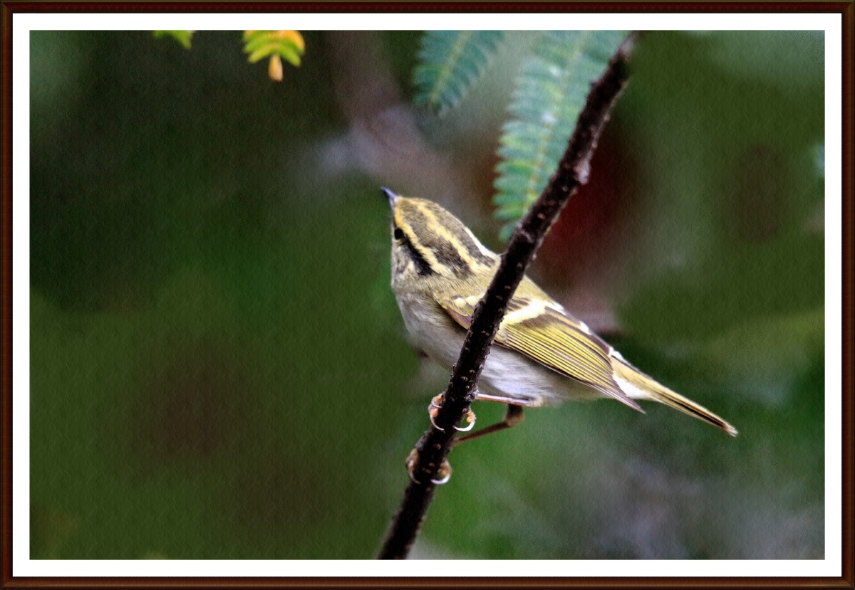今天在常州红挴公园拍摄的柳鹰
