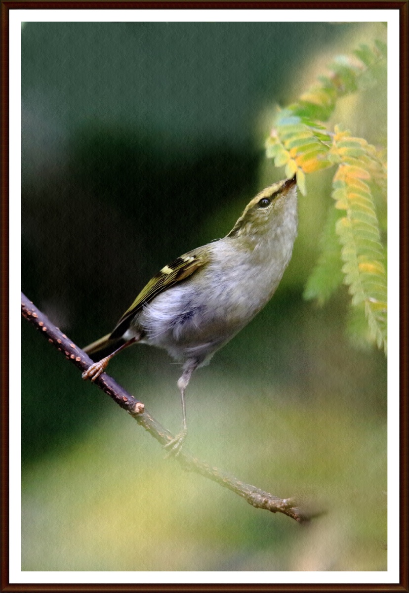 今天在常州红挴公园拍摄的柳鹰