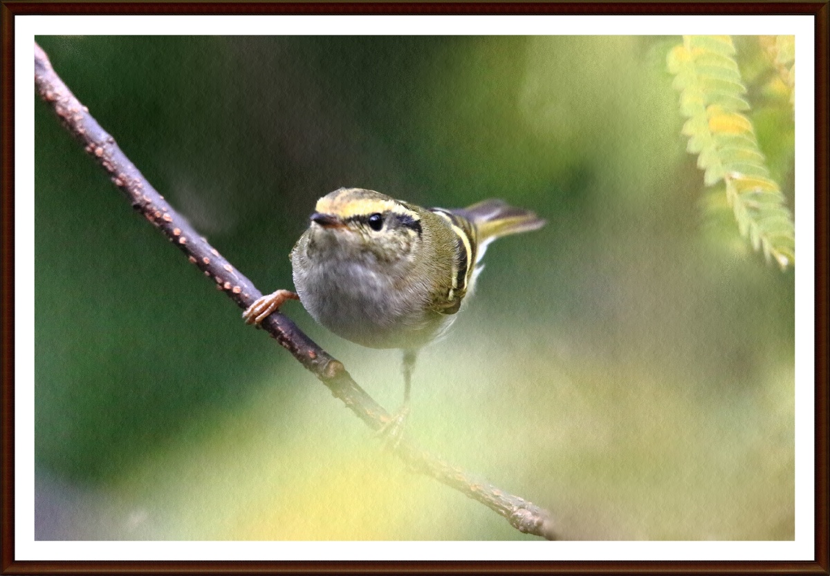 今天在常州红挴公园拍摄的柳鹰