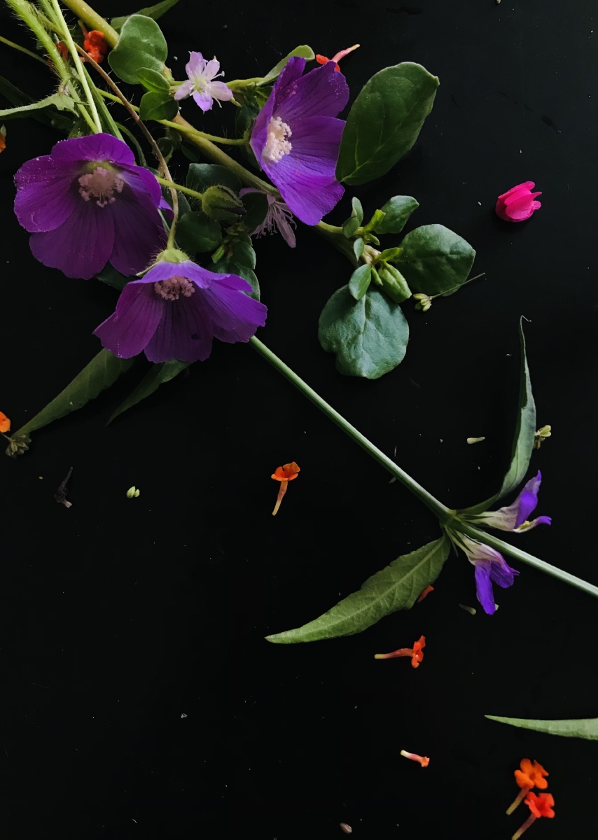 一组以黑色为背景花的照片小野花小花也娇艳别有一番韵味