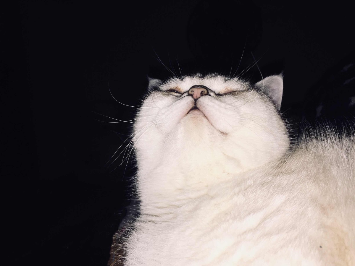 傲娇的小公举 - 一团猫 - 图虫