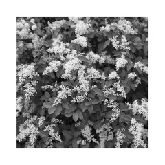 sRGB 16 CF033621