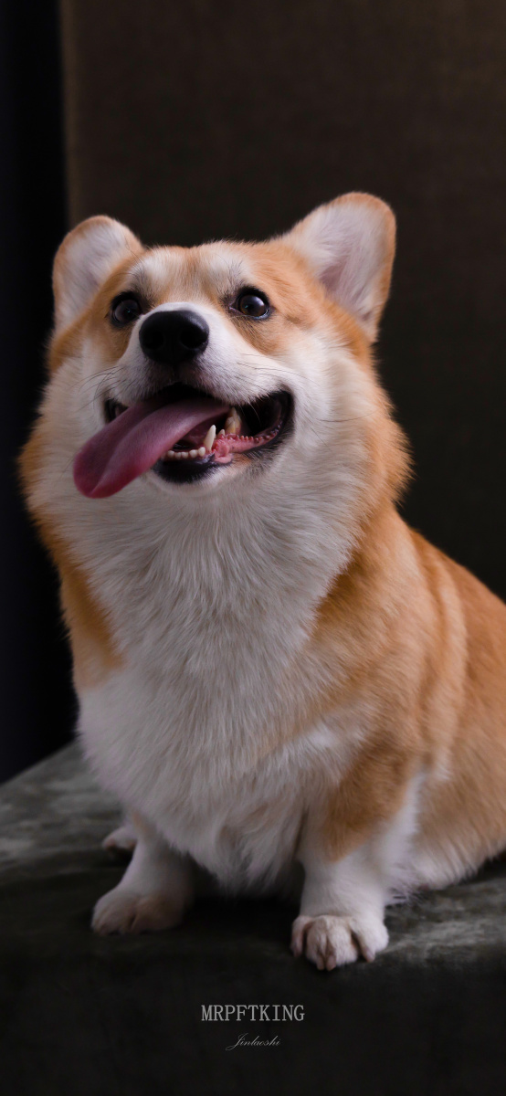 萌宠柯基(超清壁纸)