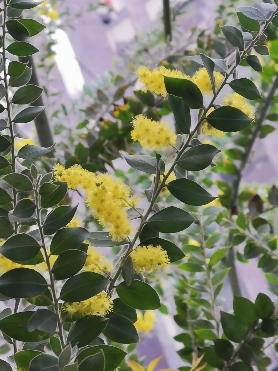 银叶金合欢开花啦11月份开花植物