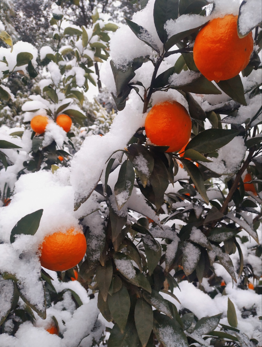 独雪橘