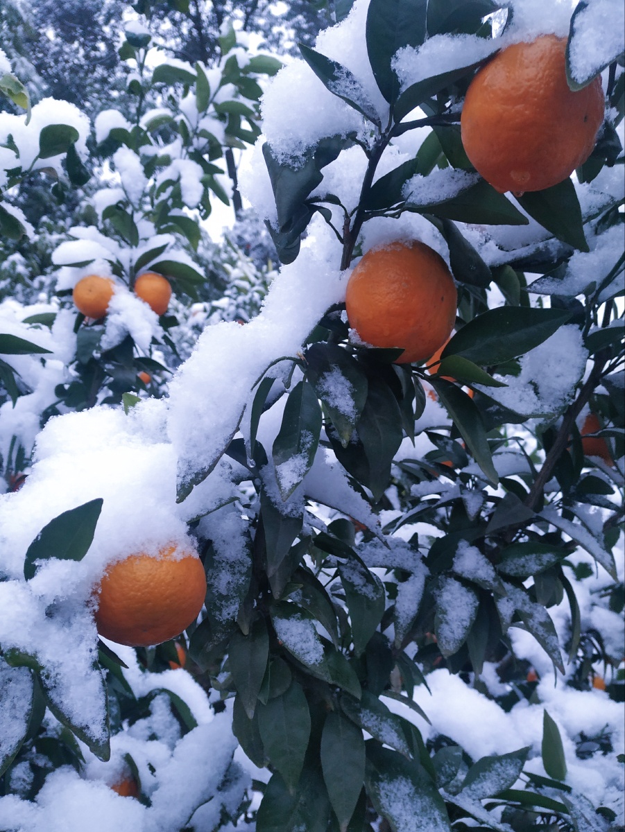 独雪橘