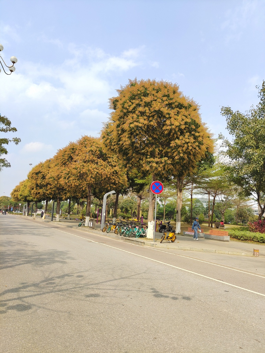 路边的芒果树花开得正旺… - 梦想能暴富 - 图虫