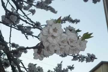145030