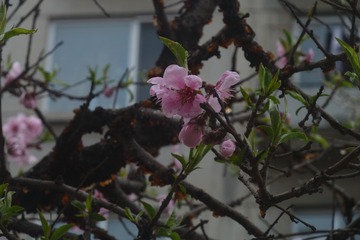 140316