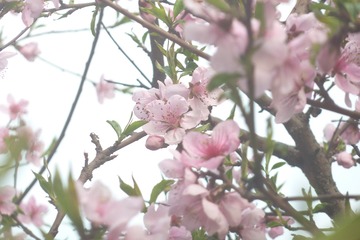 140339