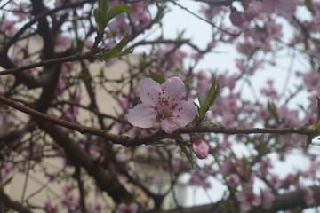 140327