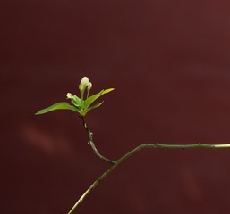135040